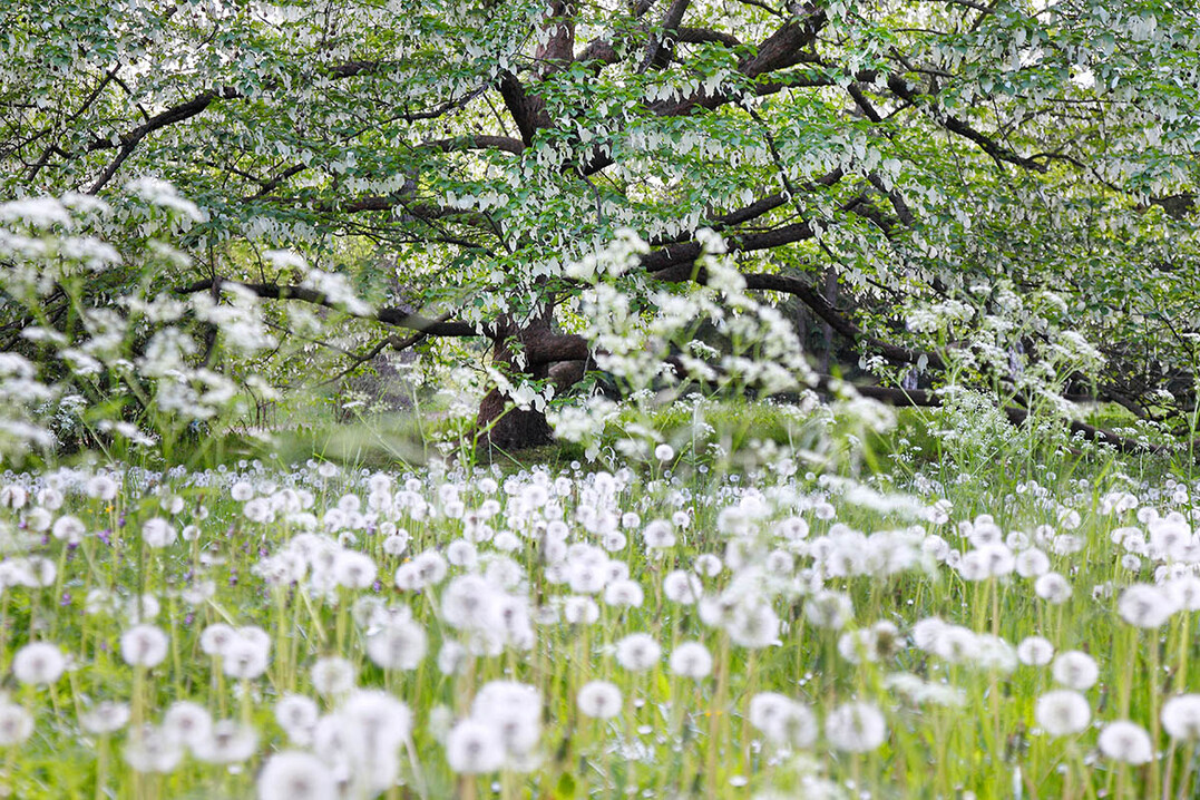 Snow Storm in May von Martin Staffler, fotografiert im Killesberg Park, Stuttgart