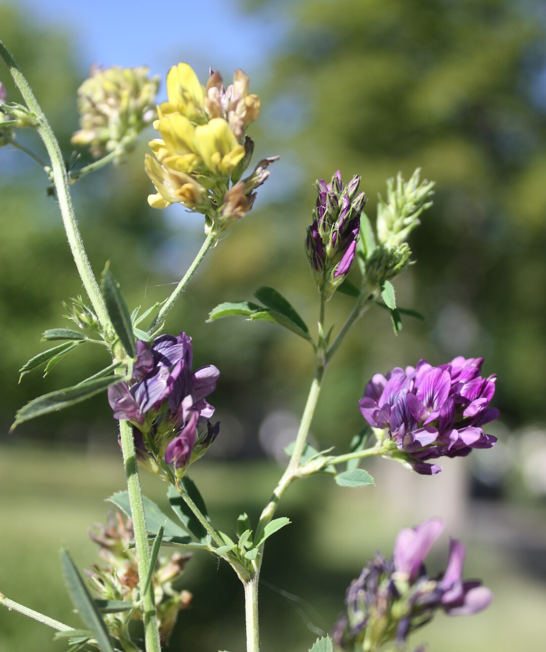 Medicago x varia, die Hybrid-Luzerne, entwickelt sich in Berlin zu einem invasiven Neophyten.<br>