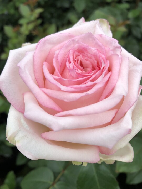 Meine Rose zeigt reich gefllte rosa Blten mit frischem Duft (ADR-2020) und wchst aufrecht buschig.