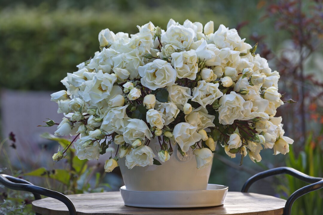 Die Mentor Rose als Charity Rose von Kordes Rosen 