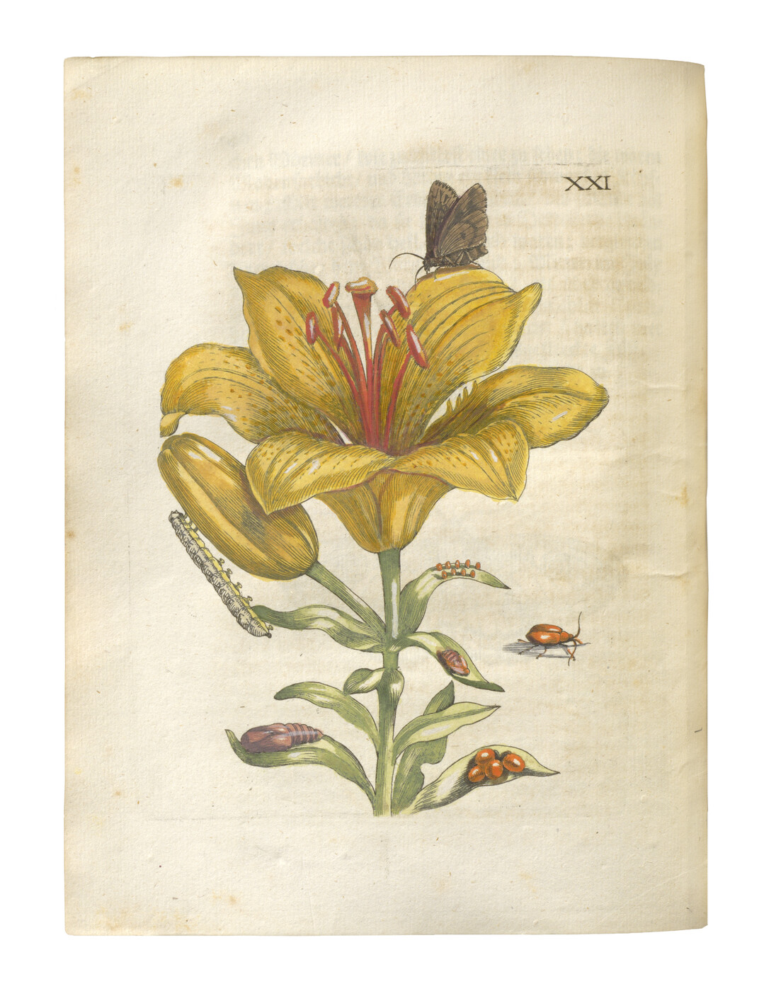 Maria Sibylla Merian, Der Raupen
wunderbare Verwandelung und
sonderbare Blumennahrung,
Anderer Theil, 1683, Tafel XXI,
Goldgelbe Lilien, koloriert,
Universittsbibliothek J.C.
Senckenberg, 8 Q 353.5535.