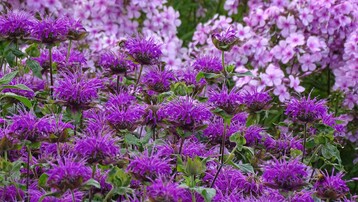 Eine leuchtende violett blhende Monarda-Sorte, kombiniert mit Stauden-Phlox.