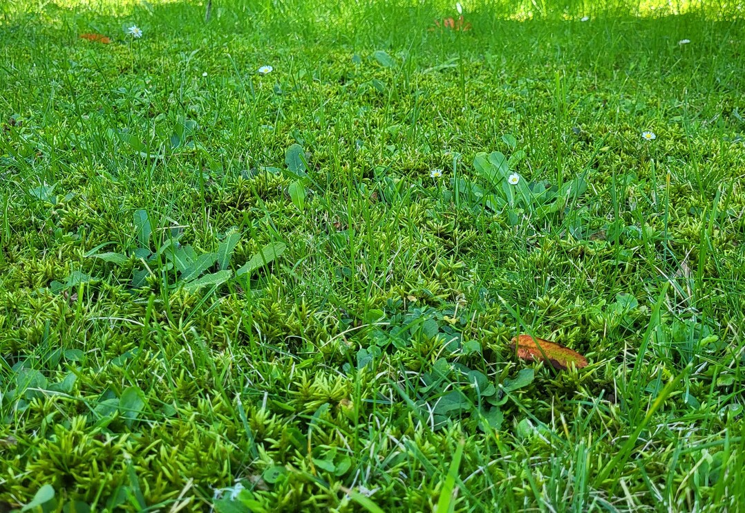 Moos benötigt viel Feuchtigkeit. Das regnerische Wetter im Herbst ist für die Gewächse also ideal. Manch Gartenbesitzer schaut daher derzeit etwas bekümmert auf seinen Rasen, denn vielfach hat sich dort jede Menge Moos breitgemacht.