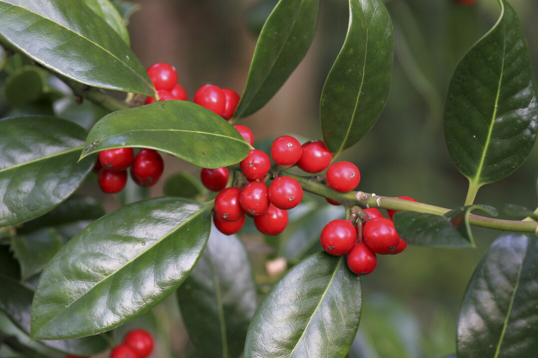 Ilex aquifolium ist Baum des Jahres 2021: Manchmal sind die Bltter auch ganzrandig.