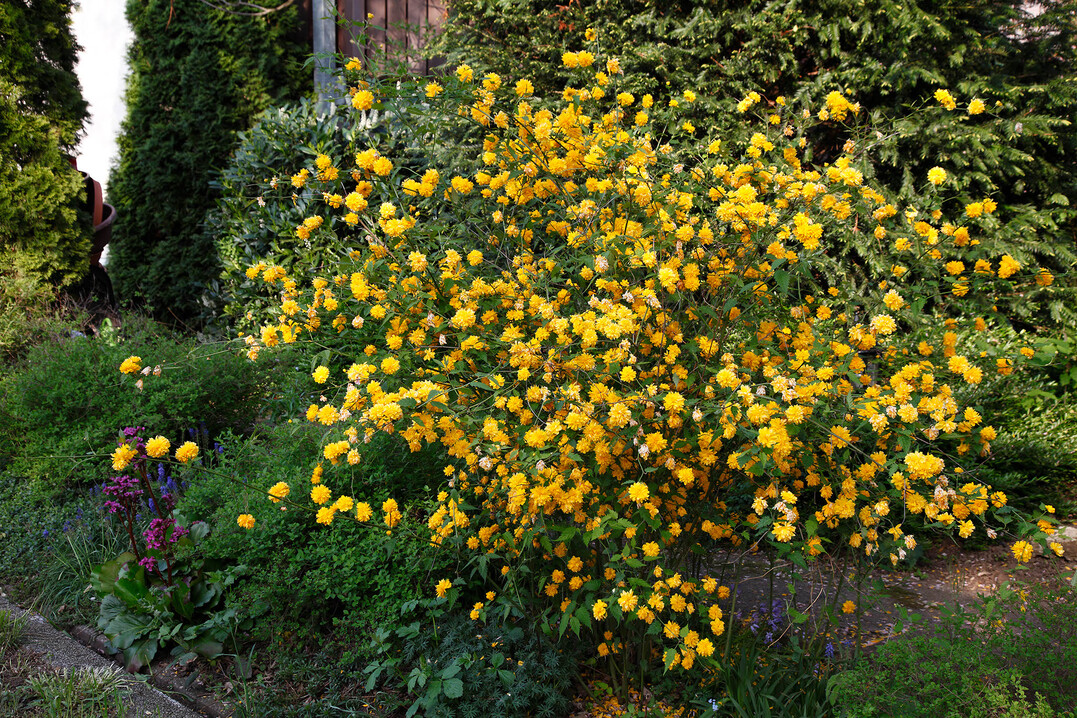 Gefüllter Ranunkelstrauch "Pleniflora"