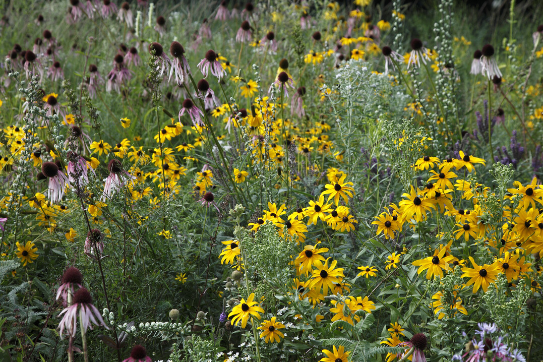 Reiche Blütenpracht in heißen Sommer: eine Rabatte mit Präriestauden wie Echinacea und Rudbeckia