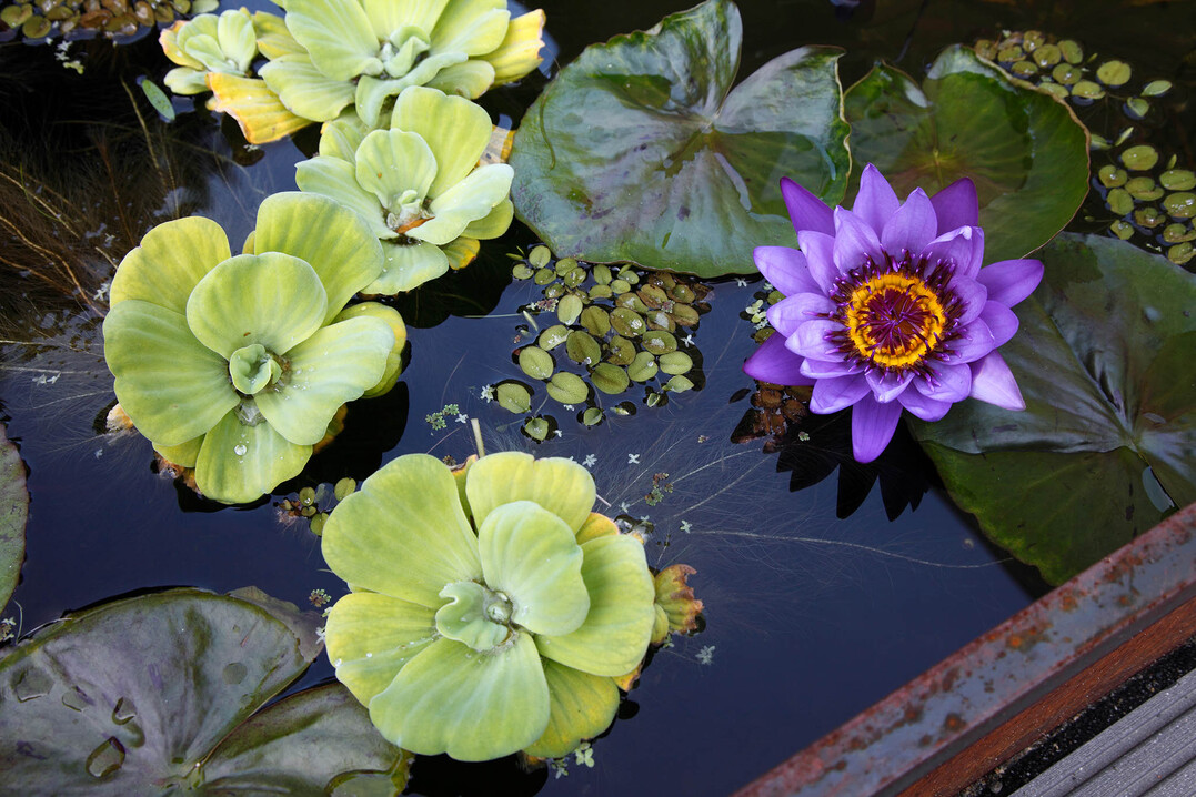 Wassersalat, Tropische Seerose "Director G.T. Moore" und Schwimmfarn im Mini-Teich