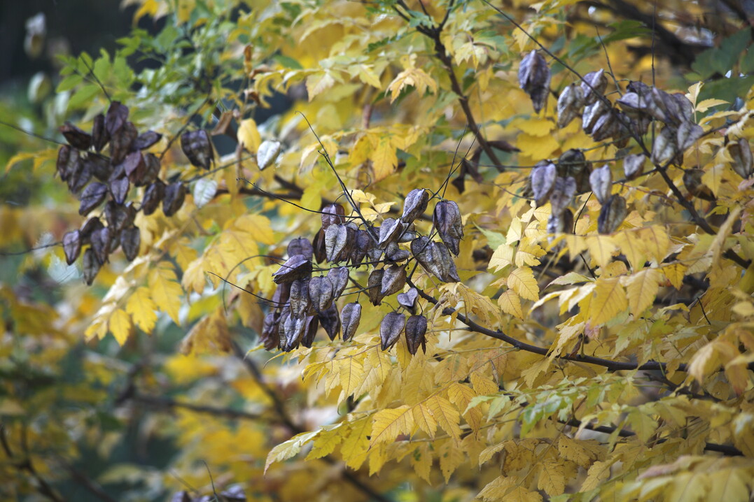 Koelreuteria paniculata erweist sich als hitze- und trockenresistenter Baum.