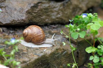 Weinbergschnecken stehen unter Naturschutz.