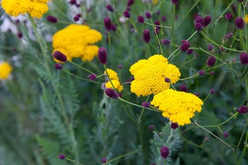 Achillea ist Staude des Jahres 2021 und der Groe Wiesenknopf die Blume des Jahres 2021.