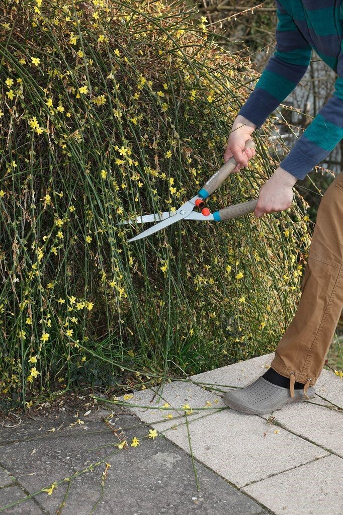 Nachbarn dürfen überhängende Äste abschneiden Gartenpraxis