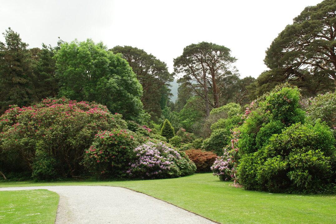 Muckross Gardens, Kerry, Irland.