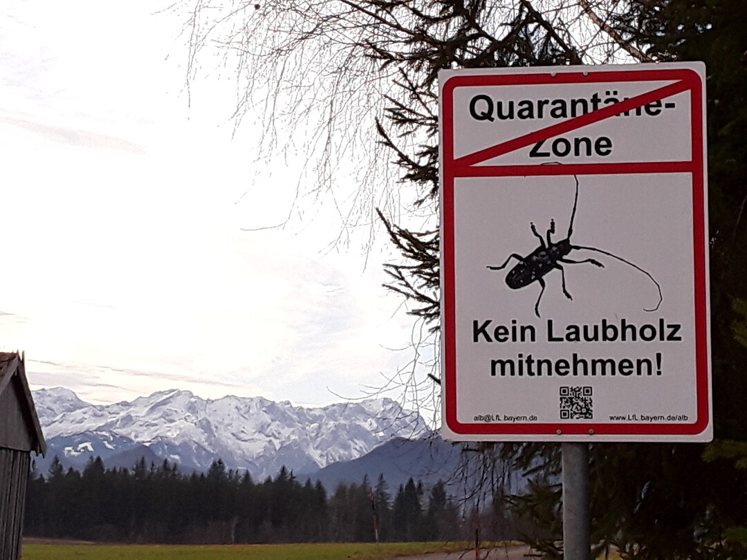 In Bayern konnten ab 2021 mehrere ALB-Quarantänezonen aufgehoben werden.