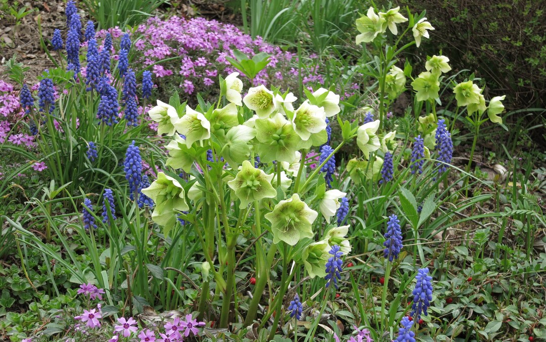 Zu der früheren Blüte nach milden Wintern verläuft die Entwicklung der Insekten nicht zeitgleich: Fliegen sie aus, sind viele Pflanzen bereits verblüht und es fehlt an Pollen und Nektar.