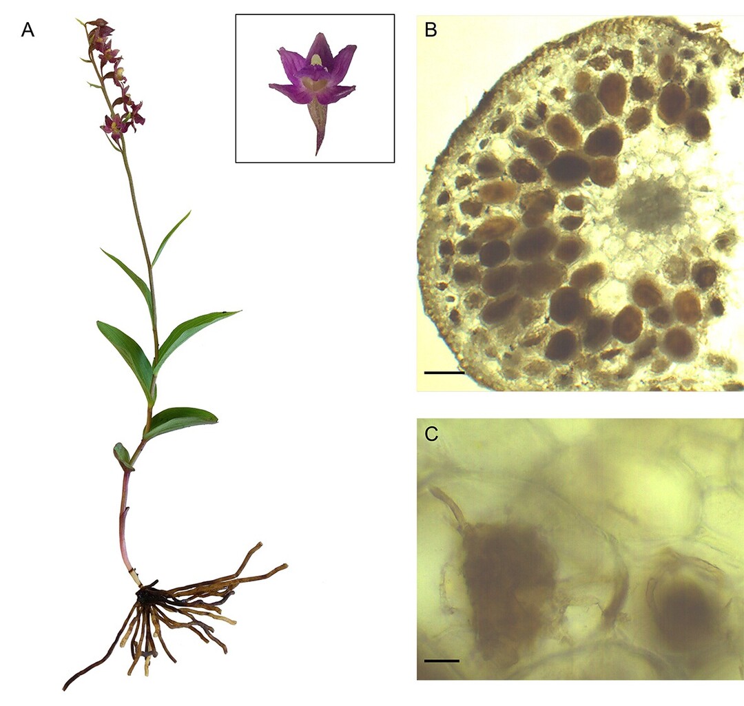 Die rotbraune Stendelwurz (links) ist eine in Symbiose mit Pilzen lebende Orchidee. Die mikroskopischen Aufnahmen (rechts) zeigen die knuelfrmigen Pelotone der Pilze in den Wurzeln der Orchidee.