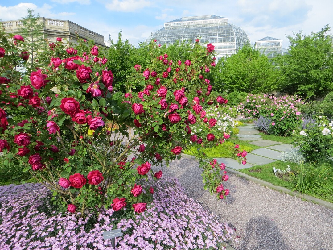 National Garden im U.S. Botanic Garden - Rosengarten