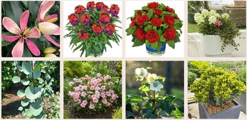 27 Pflanzenaussteller
haben insgesamt 43 spannende Neuheiten angemeldet, die der Zentralverband Gartenbau in Zusammenarbeit mit der MESSE ESSEN vorstellt.