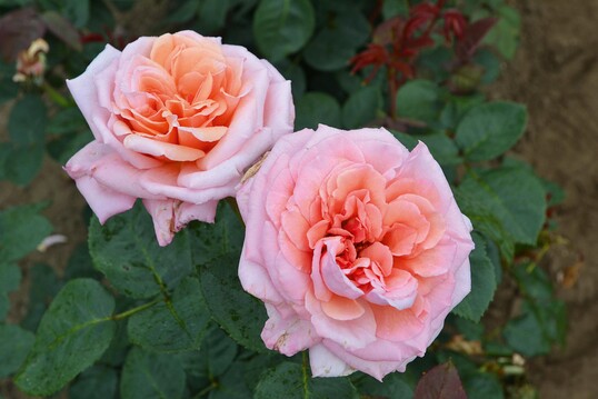 Never Ending Story, eine duftende Edelrose aus der All in one-Serie