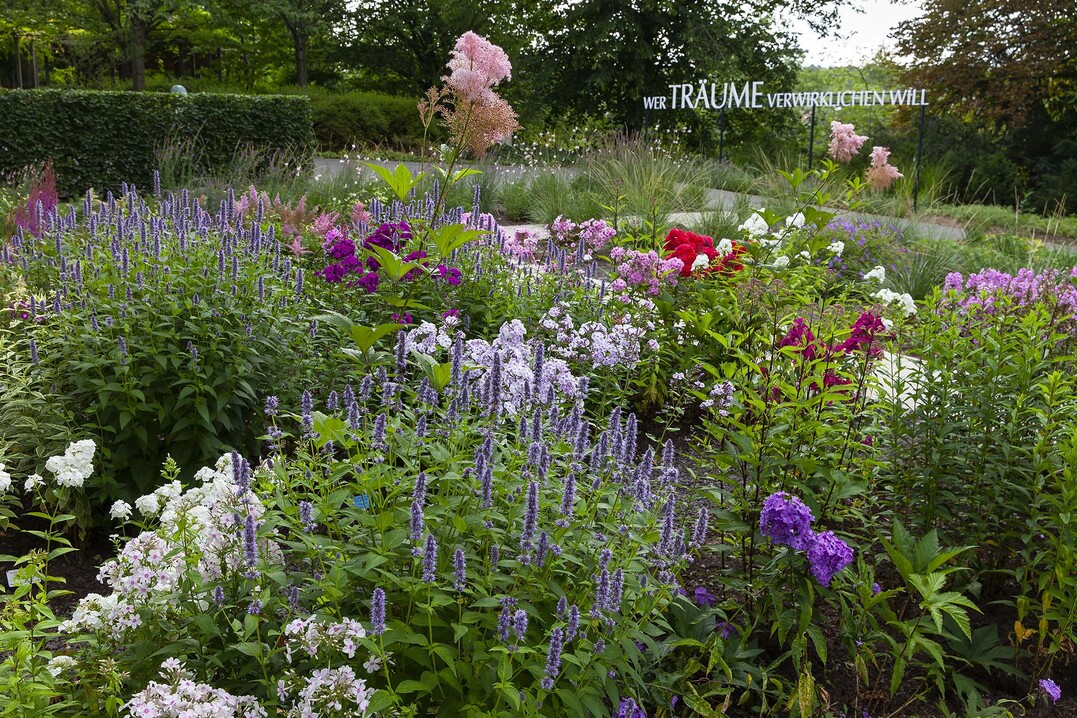 Phloxe und Agastache, Karl-Foerster-Garten    