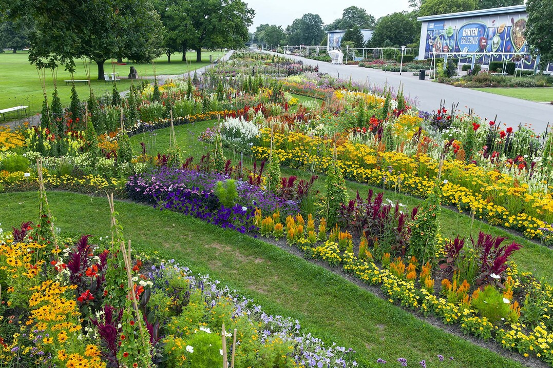 Sommerblumenpracht, Groes Blumenbeet    