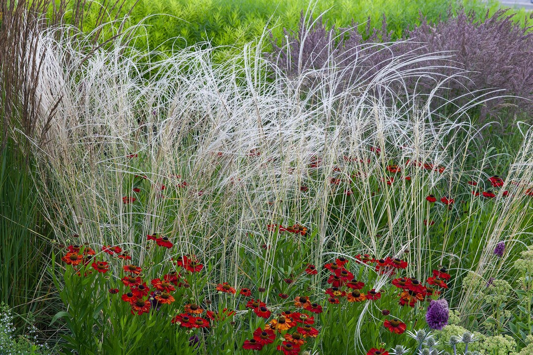  Federgras und Sonnenbraut, Piet Oudolf Beet     