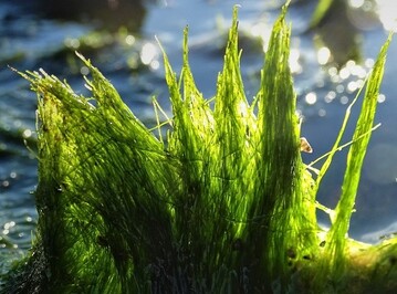 Gegenlicht lsst die schlauchartige Gestalt von Vaucheria velutina leuchten. 