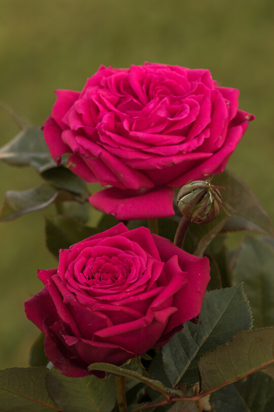     Noblesse, Edelrose von Rosen Tantau: Noblesse macht ihrem Namen alle Ehre. Aristokratisch sind ihre Bltenform und ihr edles Parfum. Sie liebt Wetter, das ihrer wrdig ist, blht aber nach einem Starkregen gleich nonchalant nach. Ihre hohe Robustheit kann die Abstammung von unseren gesndesten Zuchtlinien nicht verleugnen.   