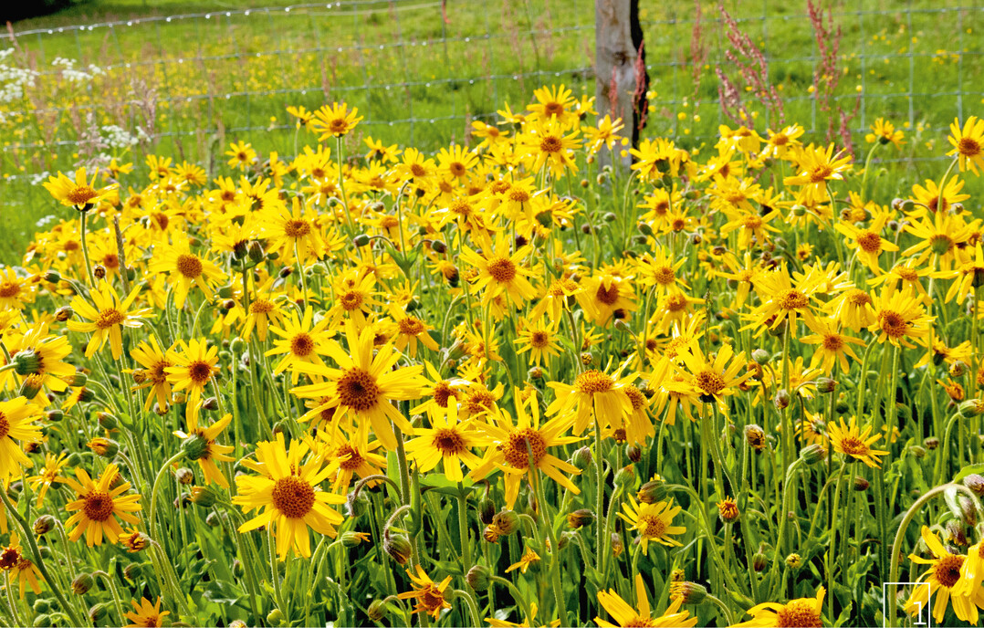 1 Massenblüte der Arnika im Mecklenbruch (Juni 2017)