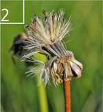 2 Reife Achänen: Fertile Samen sind schwarz und unten leicht aufgeblasen.