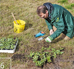 6 Dr. Ansgar Hoppe beim Einpflanzen auf einem neuen Standort einer Hochspannungstrasse im Hochsolling (September 2019)