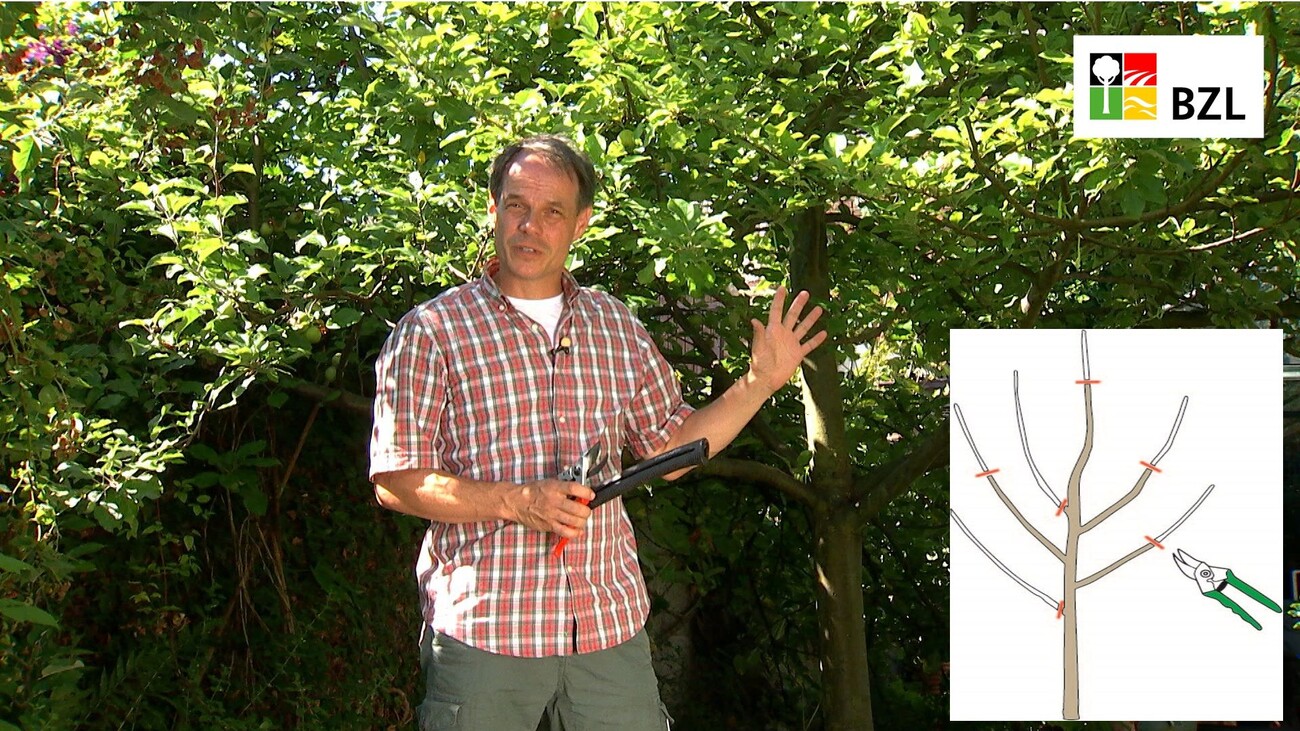 Obstbäume richtig schneiden Gartenpraxis