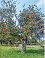 Luikenapfel-Bäume sind starkwüchsig und können ein hohes Alter erreichen