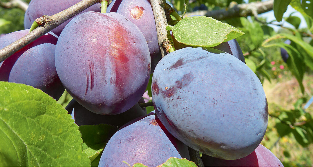 Die Fr�chte der Ersinger Fr�hzwetschge reifen stark folgernd ab Mitte Juli