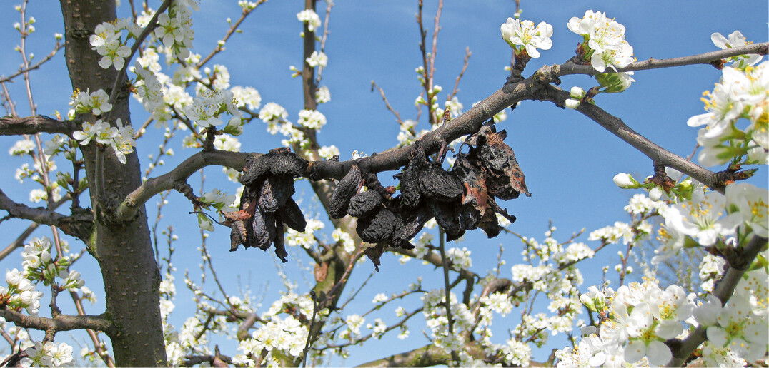 Spätestens zur Blüte gehören Fruchtmumien entfernt, um den Fruchtfäulebefall zu minimieren