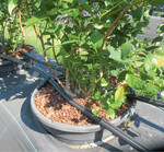 In großen Containern kann ein saueres Bodenmilieu gehalten werden. Dabei ist auch das Gießwasser wichtig: Bewässern möglichst nur mit Regenwasser, um den pH-Wert tief zu halten.