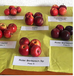 Die Apfelsorten Köstlicher vom Ententeich und Alkmene wurden Sieger bei der Apfelverkostung beim OGV Neuhausen ob Eck.