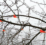 Baumstatik und die Baumform stehen beim Verjüngungsschnitt im Fokus. Bruchgefährdete, weit ausladende Äste werden auf eine vitale Verzweigung zurückgenommen. Das gilt auch für herunterhängende Äste. Sie werden auf vitales Holz in der Scheitelregion abgeleitet. Kleinere Äste, die zu dicht stehen, ganz herausnehmen. Diese Maßnahmen schützen den Baum vor dem Zusammenbrechen und beleben ihn. Auch die darüber liegenden Kronenteile dürfen nicht vergessen werden. Sie werden so stark geschnitten, dass sie insgesamt deutlich schmaler sind als die unteren Kronenteile. So kommt wieder genügend Licht in den Baum.