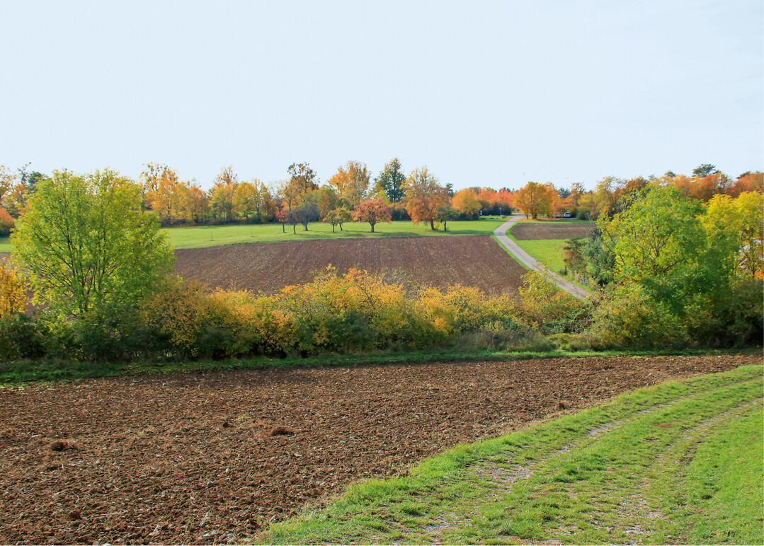  Hecken in der Landschaft schaffen wichtige Strukturen f�r Tiere und Pflanzen 