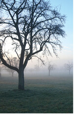 Eine tolle Aktion zum Mitmachen ist der jährliche Einsatz für die Streuobstbäume im Land.