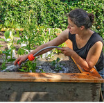 Die frisch gesetzten Gemüsepflanzen müssen gut angegossen werden