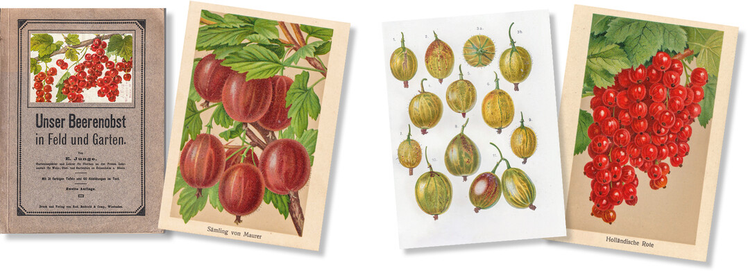 Alte Farblithografien aus dem 1913 im Verlag Eugen Ulmer erschienenen Werk �Maurers Stachelbeerbuch" und aus dem Buch �Unser Beerenobst in Feld und Garten" (Verlag von Rud. Bechtold & Comp., Wiesbaden)