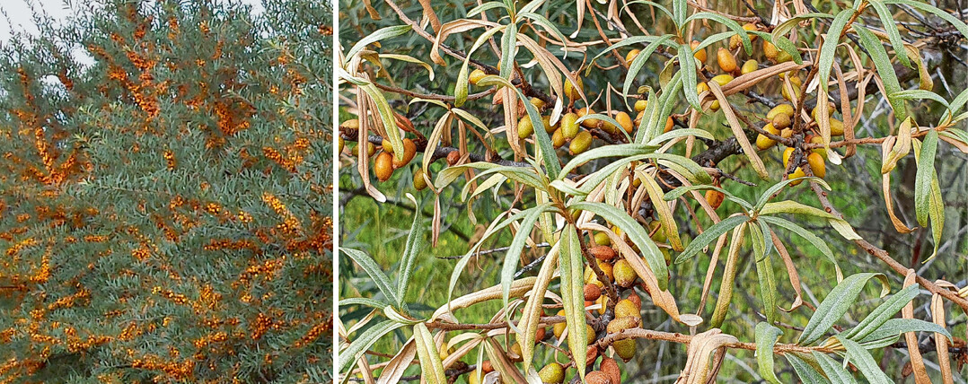 Sanddornsterben: links ein gesunder Bestand, rechts deutliche Befallssymptome mit beginnender Blattwelke