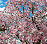 Als besonders attraktiv gelten kräftig rosarote Mandelblüten