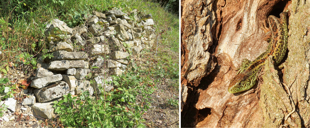 In Trockenmauern, Altholz oder Reisighaufen f�hlen sich Insekten und auch Eidechsen wohl.