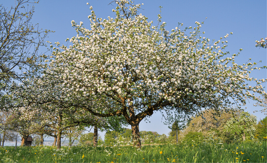 Normale Streuobstbäume eignen sich in der Regel nicht für die Wertholzproduktion – unter anderem da sie zu niedrig aufgeästet wurden