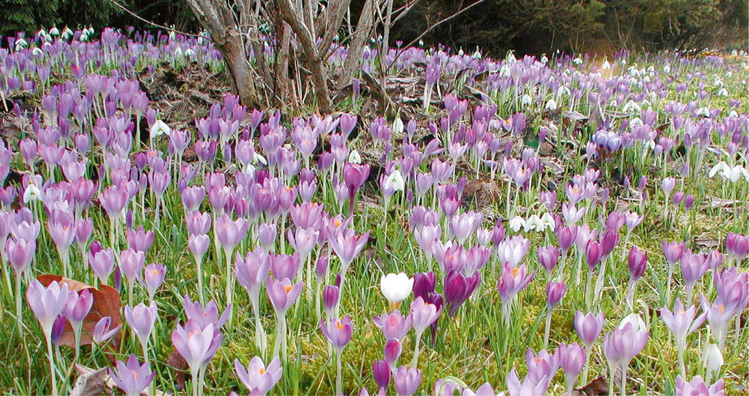 Botanische Krokusse eignen sich besonders gut zum Verwildern