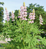 Die Gartenlupinensehen zwar attraktiv aus. Sie sind jedoch nicht für den Verzehr geeignet. Verzehrbare Sorten werden geerntet nach 120–150 Tagen für getrocknete Lupinenkerne, wenn ca. 95 % der Hülsen und Stängel braun sind. Überreife Bestände sind zu vermeiden und die Pflanzen am Morgen zu ernten, um Kornausfälle durch Platzen der Hülsen zu vermindern.