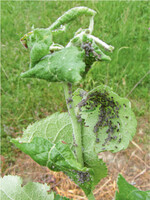 Starker Befall durch die Mehlige Apfelblattlaus