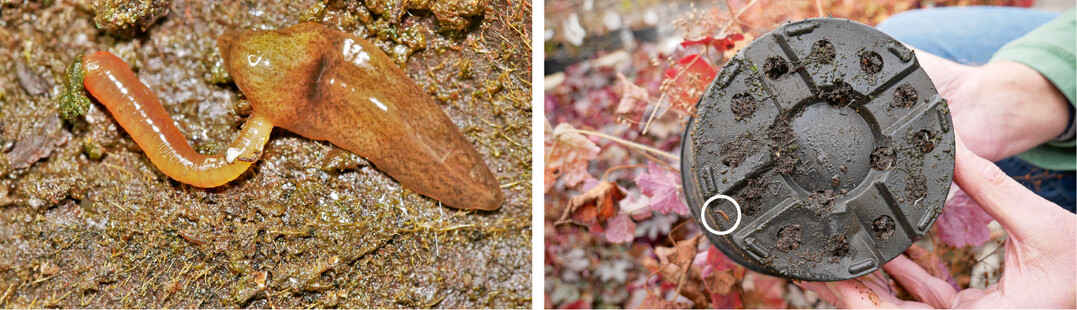 Der invasive Plattwurm Obama nungara jagt Regenwürmer (l.) anfangs ist er winzig (r.)