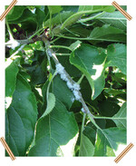 Blutlausbefall gilt es rechtzeitig zu bekämpfen